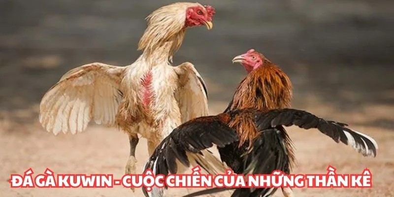 Đá gà KUWIN - Cuộc chiến của những thần kê dũng mãnh