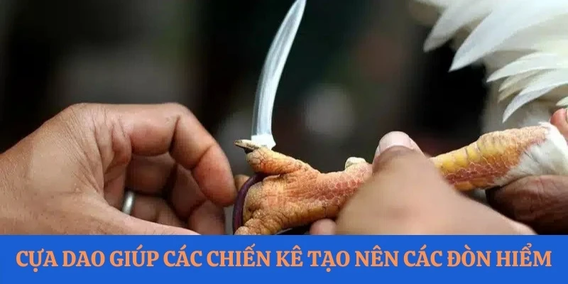 Cựa dao giúp các chiến kê tạo nên các đòn hiểm