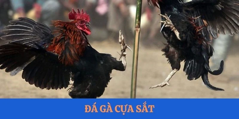 Đá gà cựa sắt