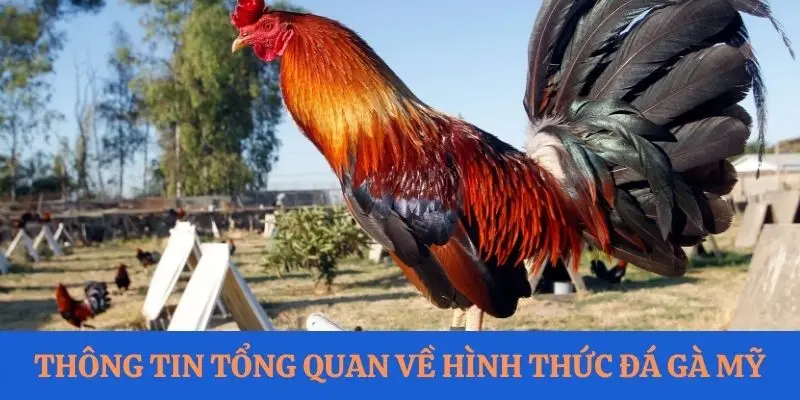 Thông tin mới nhất về hình thức đá gà Mỹ dành cho người mới